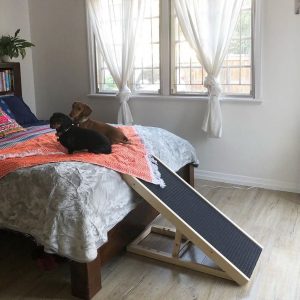Two dachshunds on the bed with their ramp
